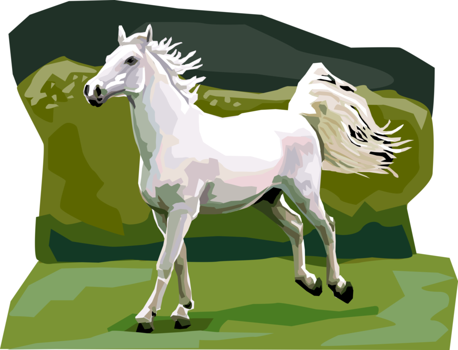Vector Illustration of Lipicanec Lipizzan Horse Associated with Classical Dressage