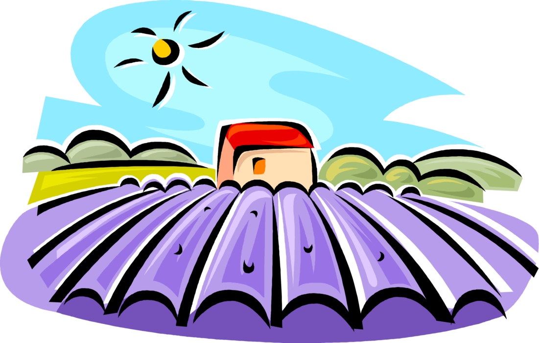 Vector Illustration of Cultivated Lavender Farm Grown Commercially for Extraction of Essential Oils