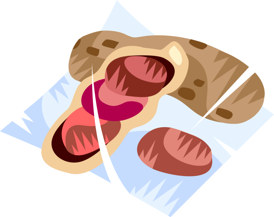 Vector Illustration of Edible Nuts Peanuts in the Shell