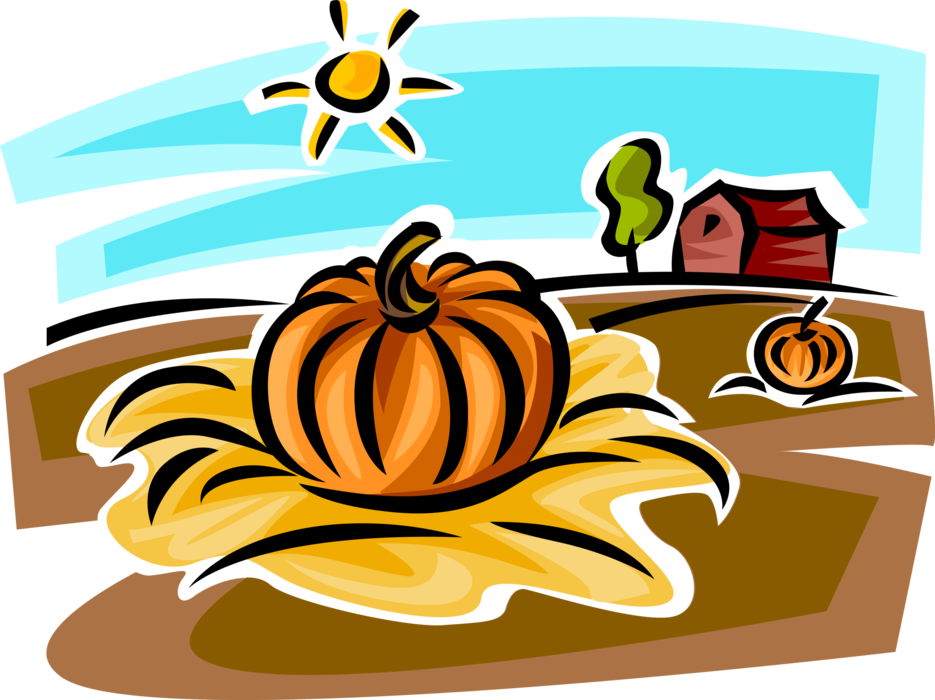 Vector Illustration of Pumpkin Squash Crop in Farm Field with Barn