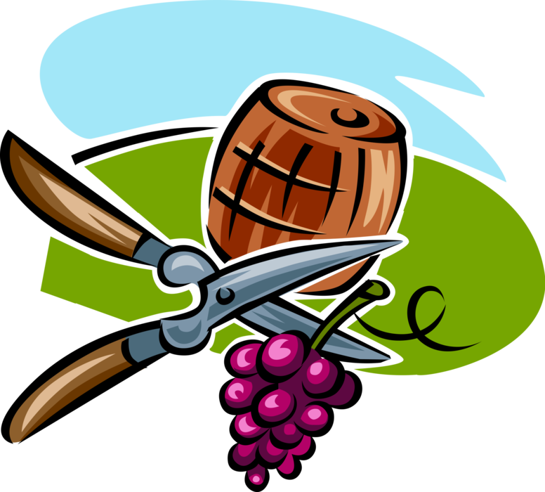 Vector Illustration of Vineyard Fruit Grapes, Pruning Shears and Oak Wine Barrel