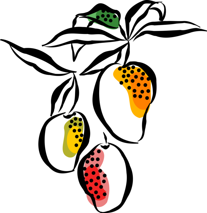 Vector Illustration of Mango Juicy Stone Edible Fruit 