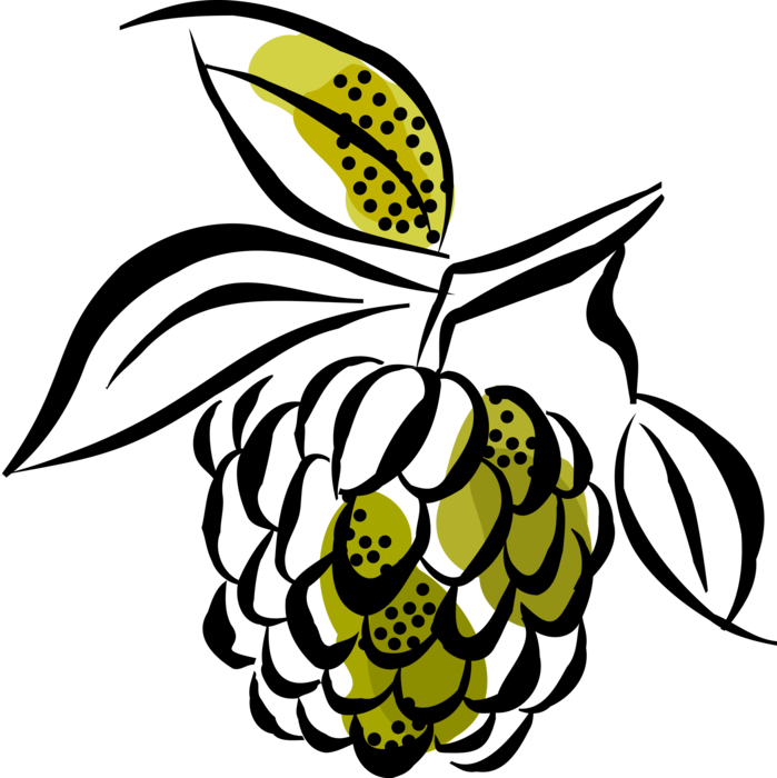 Vector Illustration of Wild Bramble Fruit Berry