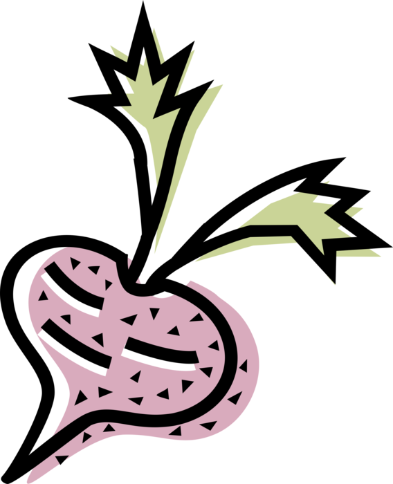 Vector Illustration of Taproot Beet Vegetable