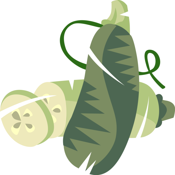 Vector Illustration of Culinary Edible Creeping Vine Vegetable Cucumber