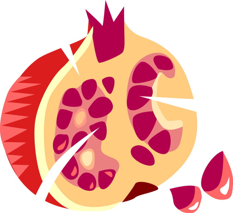 Vector Illustration of Pomegranate Edible Fruit Berry Filled with Seeds Great Source of Antioxidants