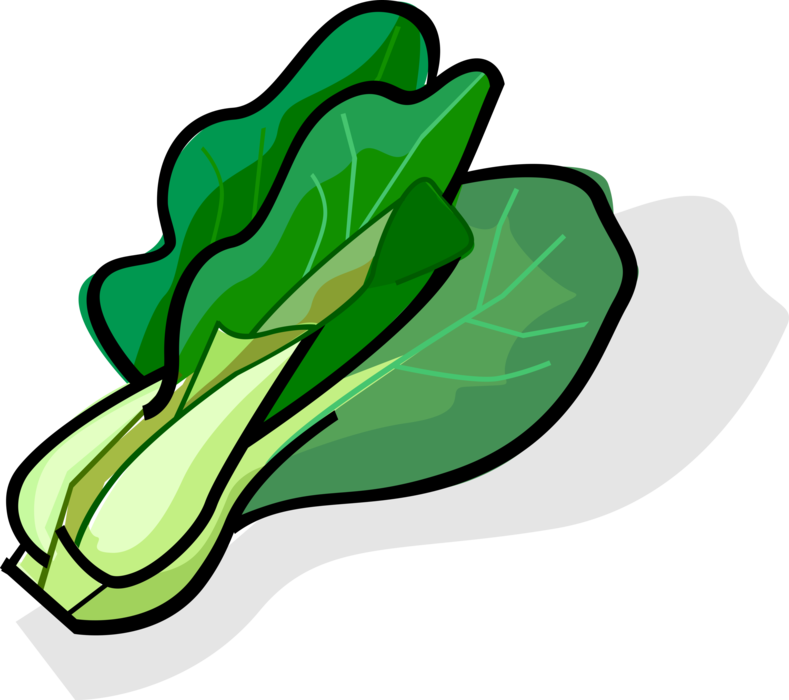 Vector Illustration of Bok Choy Edible Chinese Cabbage