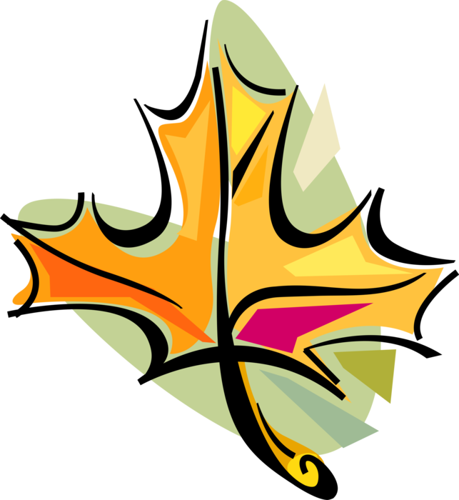 Vector Illustration of Fall or Autumn Maple Leaf Changes Color