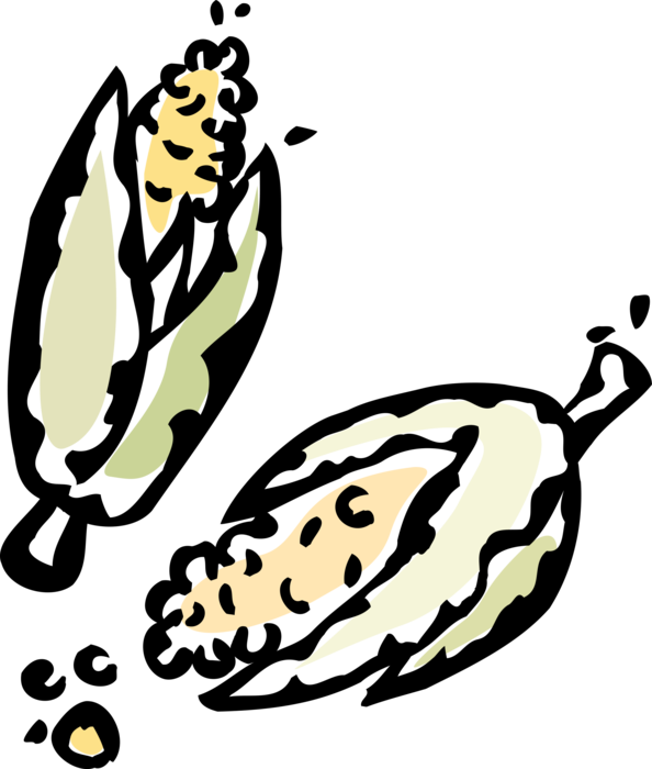 Vector Illustration of Maize Corn on the Cob Grain Husk Plant
