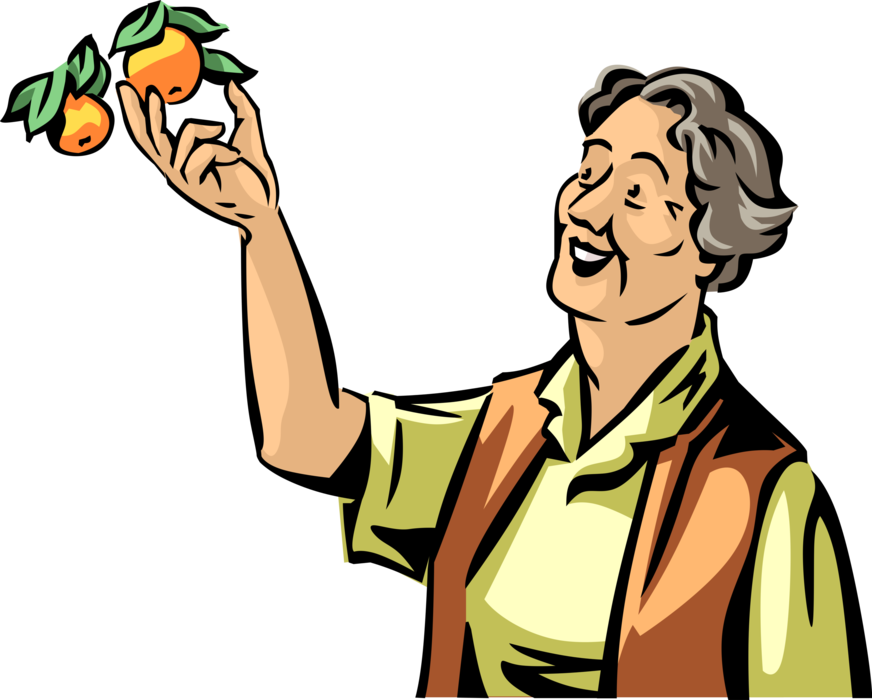 Vector Illustration of Retired Elderly Senior Citizen Picks Fresh Citrus Oranges from Tree in Backyard at Retirement Community