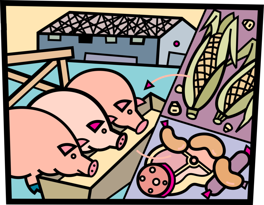 Vector Illustration of Pig Farm Operation with Hogs in Pigsty Eating Maize Corn, with Pork Meat Sausage and Ham Products
