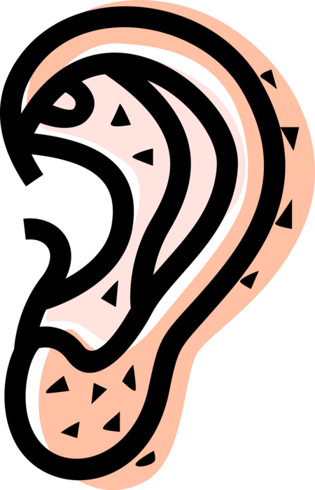 Vector Illustration of Human Ear for Hearing