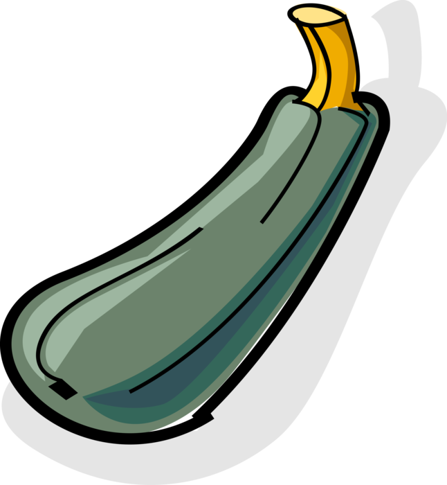 Vector Illustration of Summer Squash Zucchini Edible Vegetable