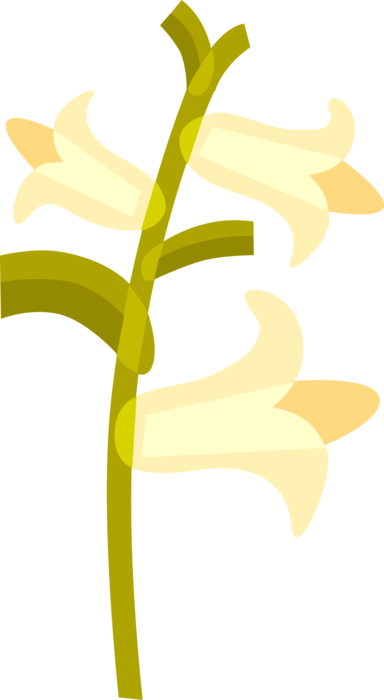 Vector Illustration of Easter Lily Flowers