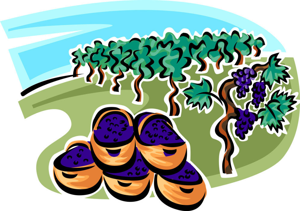 Vector Illustration of Grape Harvest in Vineyard with Wine Grapes on Vine