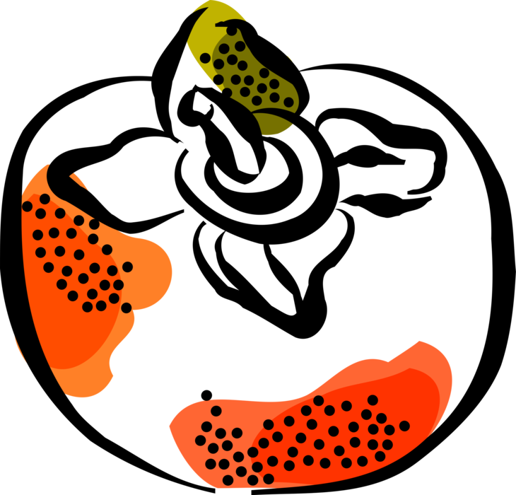 Vector Illustration of Hachiya Persimmon Edible Fruit