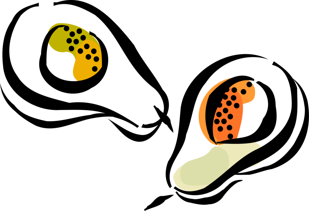 Vector Illustration of Large Berry Avocado Single Seed Alligator Pear Fruit