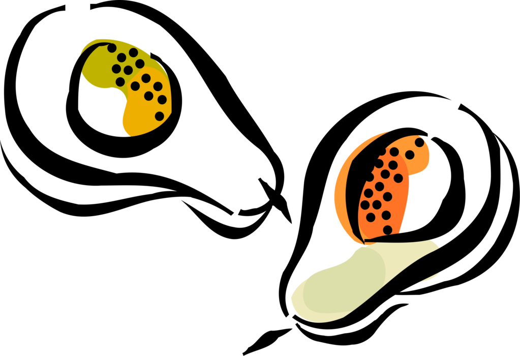 Vector Illustration of Large Berry Avocado Single Seed Alligator Pear Fruit