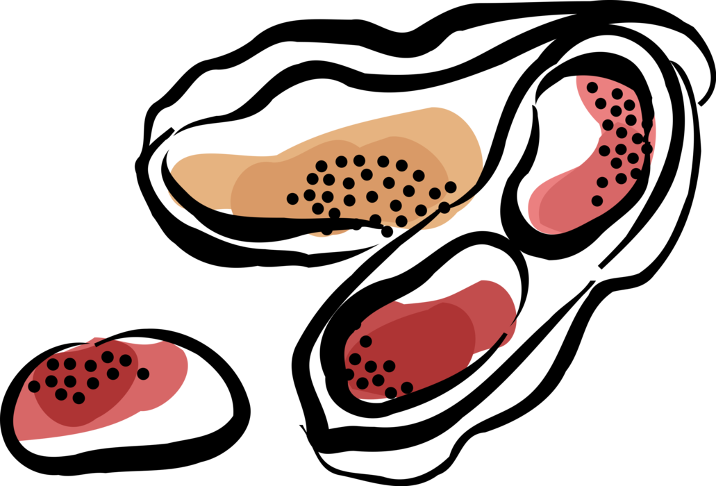 Vector Illustration of Edible Nuts Peanuts in the Shell