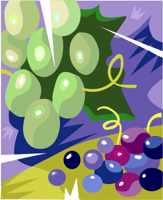 Vector Illustration of Edible Grapevine Fruit Green and Purple Grapes