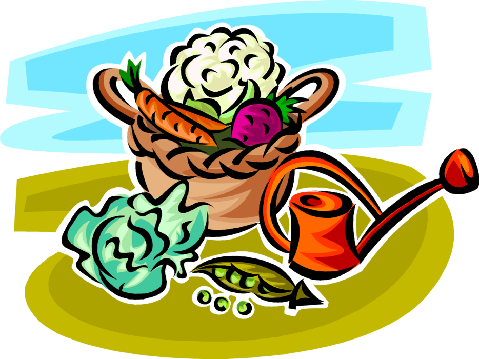 Vector Illustration of Wicker Basket of Harvest Vegetables Cabbage, Peas, Carrots, Cauliflower and Beets