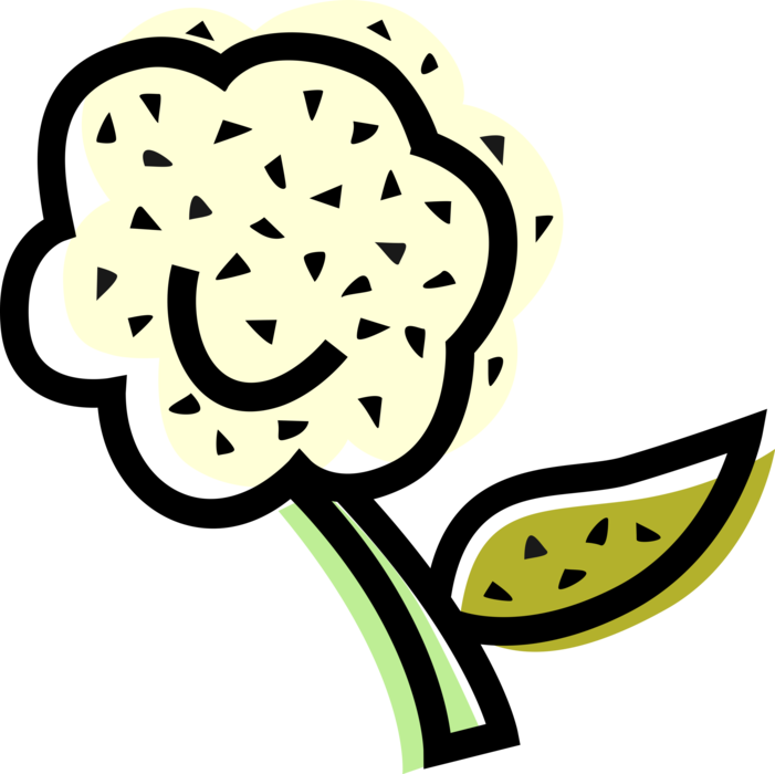 Vector Illustration of Edible Vegetable Head of Cauliflower