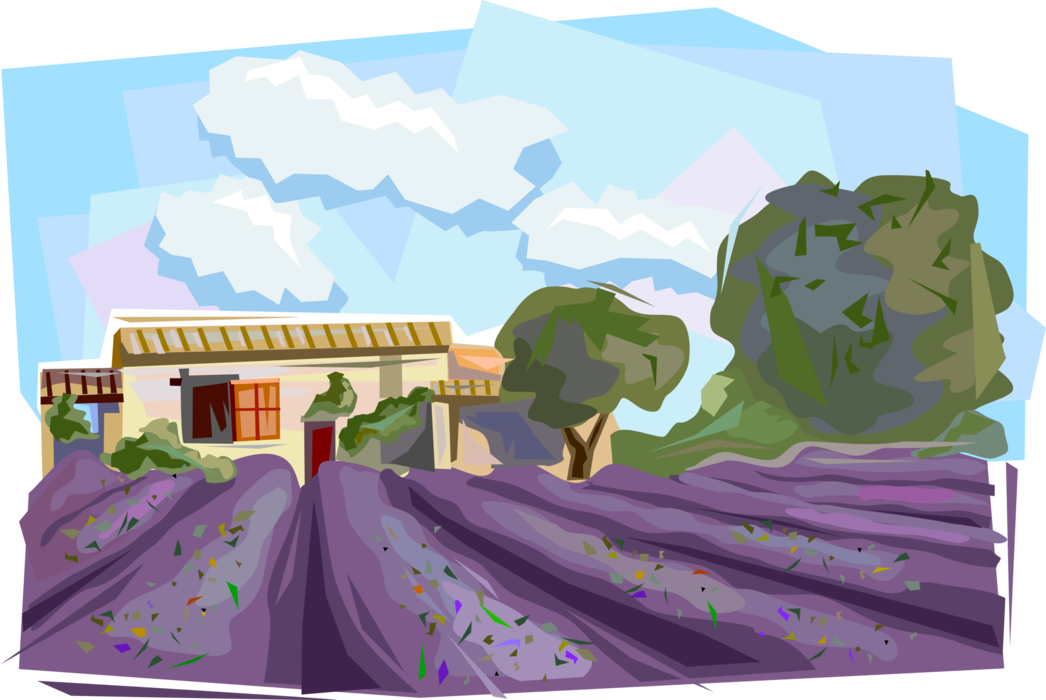 Vector Illustration of Lavender Fields in Provence, France