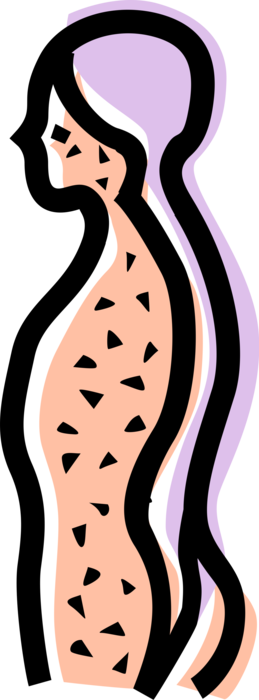 Vector Illustration of Human Nervous System Spinal Column and Brain