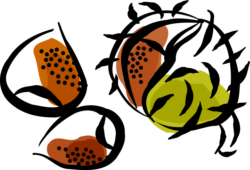 Vector Illustration of Hard Shell Edible Chestnut Seed Nut