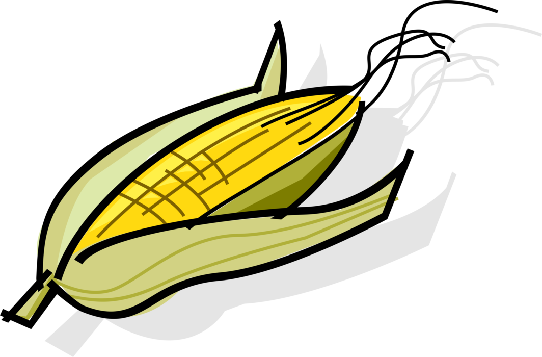 Vector Illustration of Cob of Corn Maize Husk