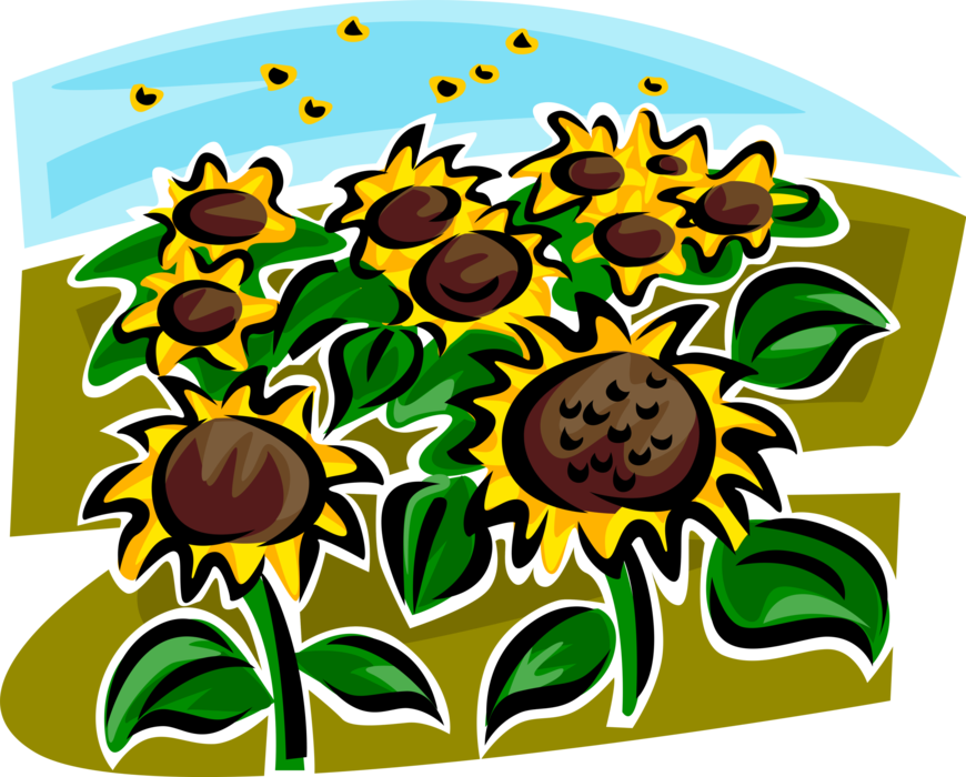 Vector Illustration of Farm Field of Sunflowers with Bumblebees Collecting Nectar