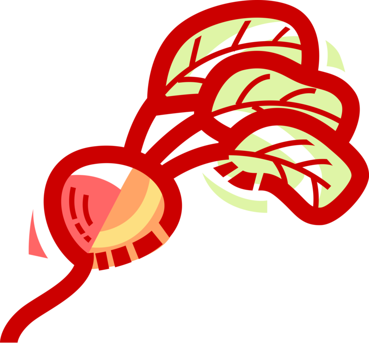 Vector Illustration of Crisp, Pungent Edible Root Vegetable Radish