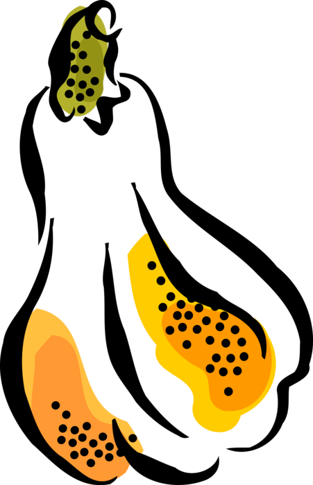 Vector Illustration of Squash Herbaceous Herb Gourd Vine