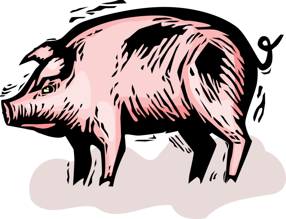 Vector Illustration of Domesticated Pig in Farm Pigsty Pigpen