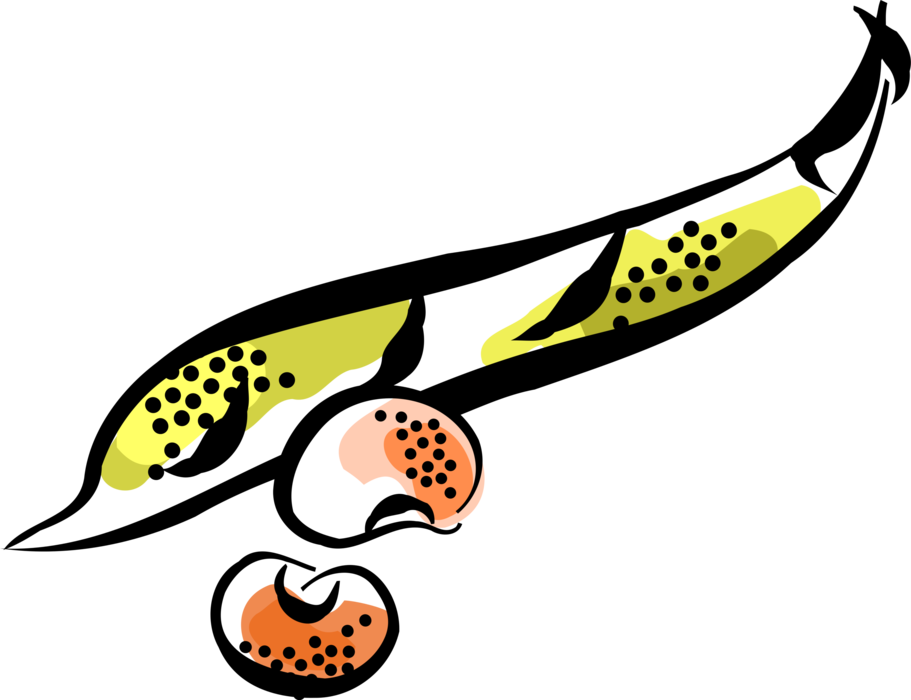 Vector Illustration of Seed-Pod Edible Vegetable Legume Beans
