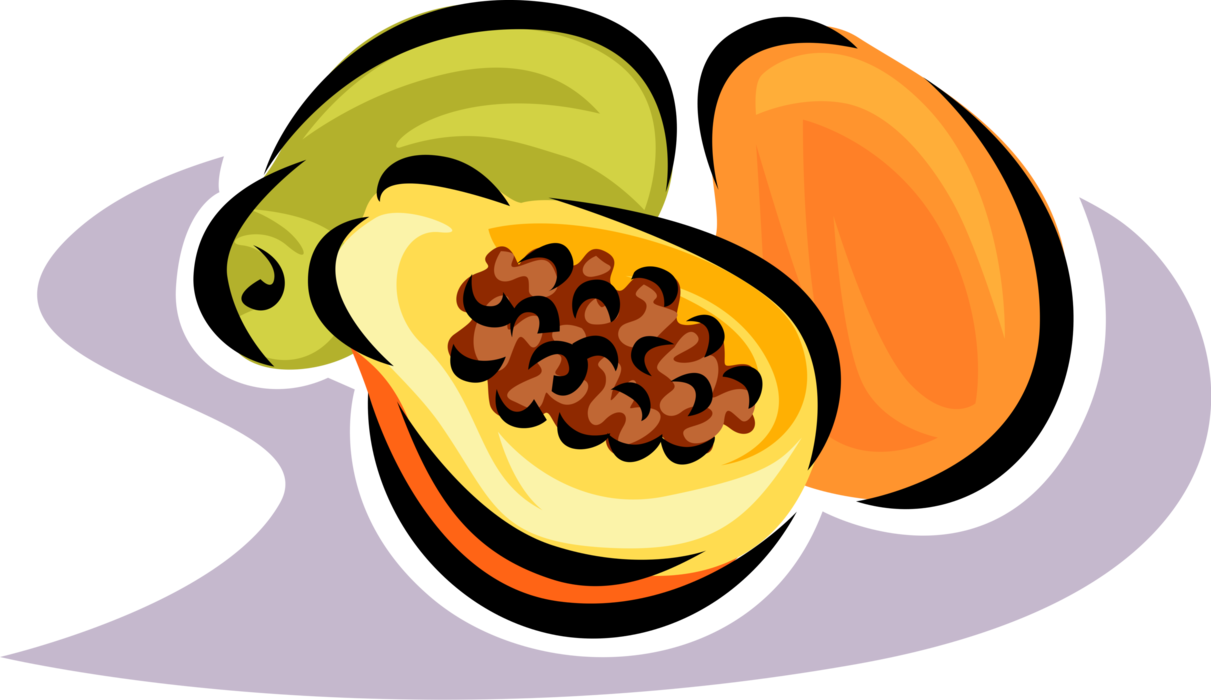 Vector Illustration of Papaya or Pawpaw Edible Fruit and Cooking Aid Also used in Traditional Medicine