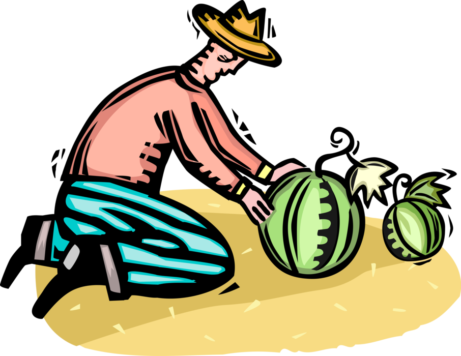Vector Illustration of Farmer Tends to Fruit Watermelon Crop in Farm Field