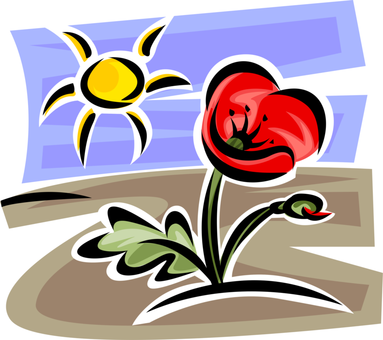Vector Illustration of Botanical Horticulture Plant Floral Poppy Flower Blossom and Sunshine