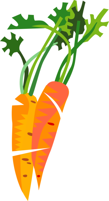 Vector Illustration of Garden Root Vegetable Carrot Contains Carotenoids for Vision and Eye Health