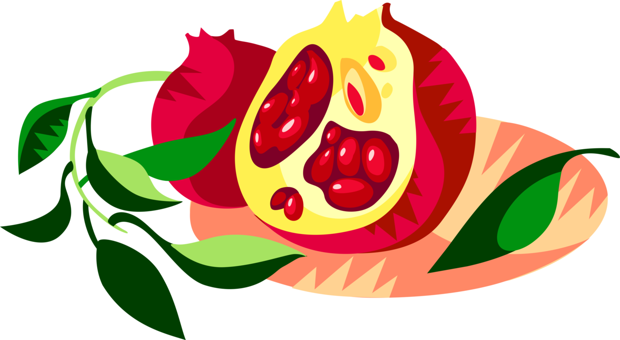Vector Illustration of Pomegranate Edible Fruit Berry Filled with Seeds Great Source of Antioxidants