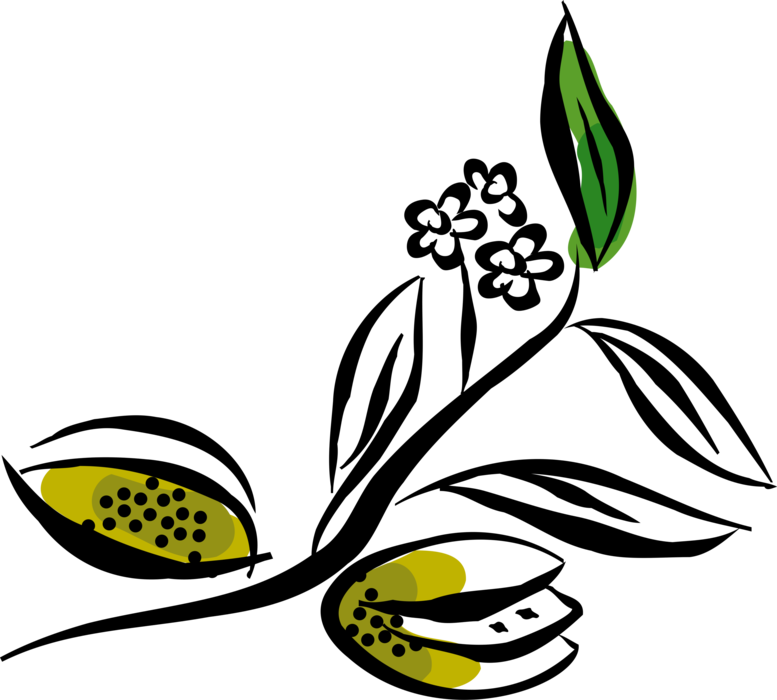 Vector Illustration of Carambola Starfruit Popular in Southeast Asia, South Pacific