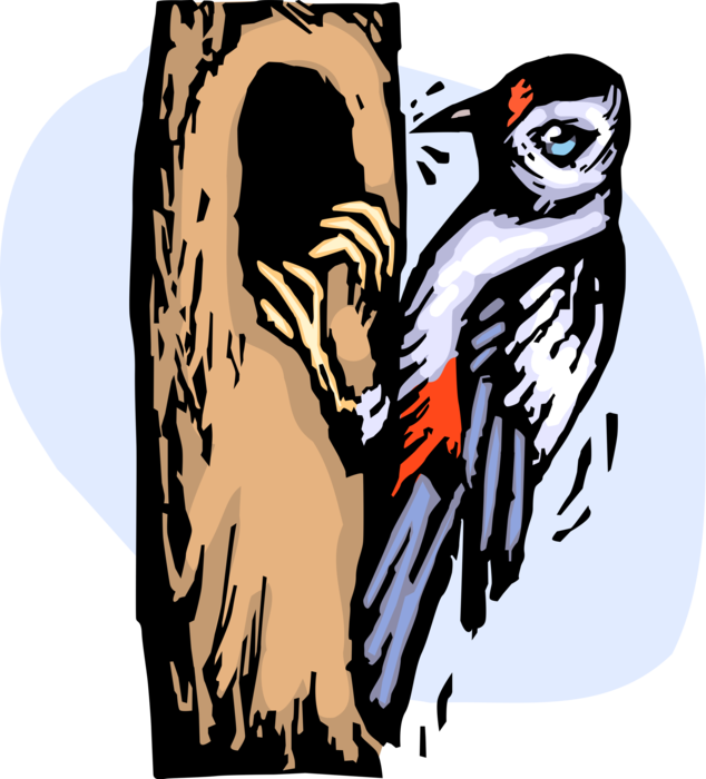 Vector Illustration of Pileated Woodpecker Searches for Insects in Tree Bark