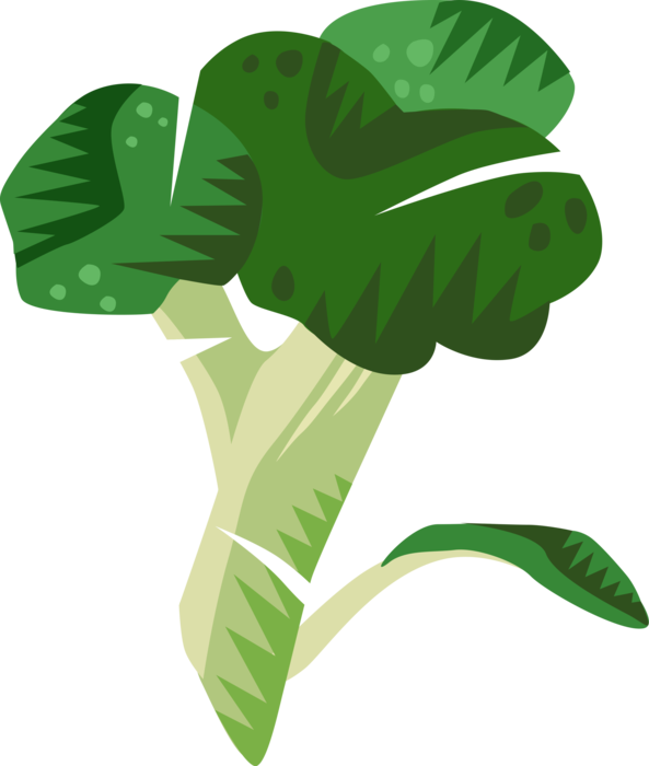 Vector Illustration of Broccoli Edible Garden Vegetable with Flowering Head