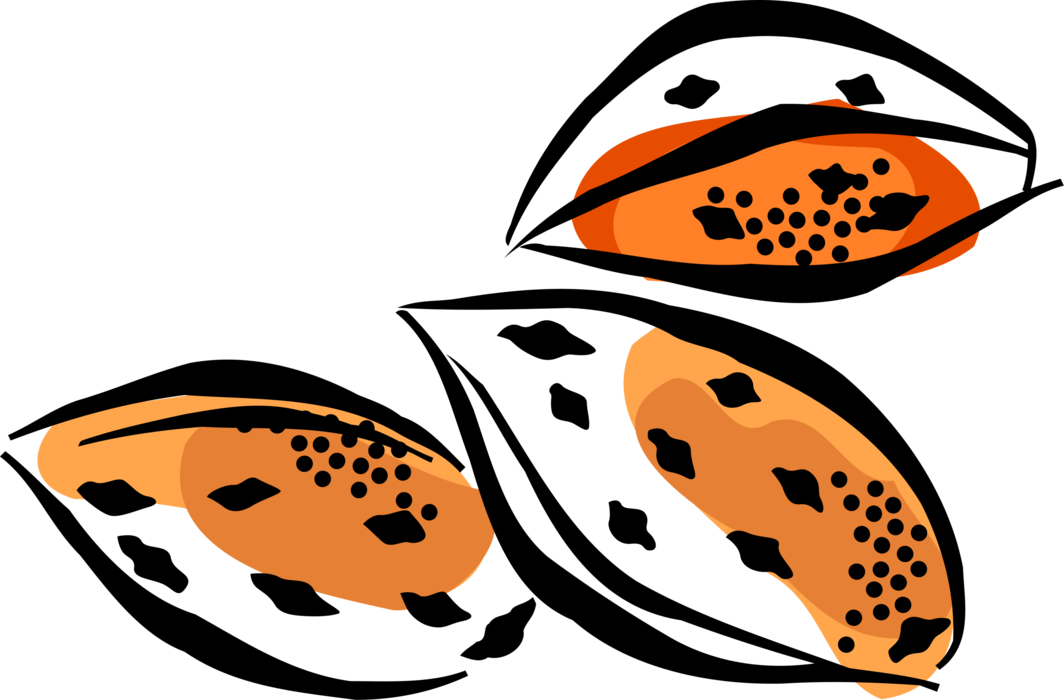 Vector Illustration of Almond Hard Shell Edible Seed Nut