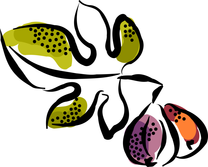 Vector Illustration of Common Fig Fruit