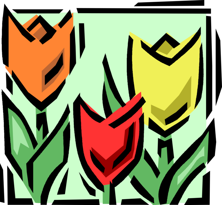 Vector Illustration of Botanical Horticulture Bulbous Plant Tulip Flower in Garden