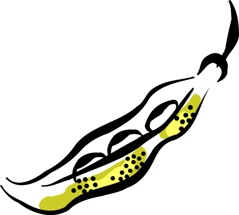 Vector Illustration of Seed-Pod Edible Vegetable Peas in Pod