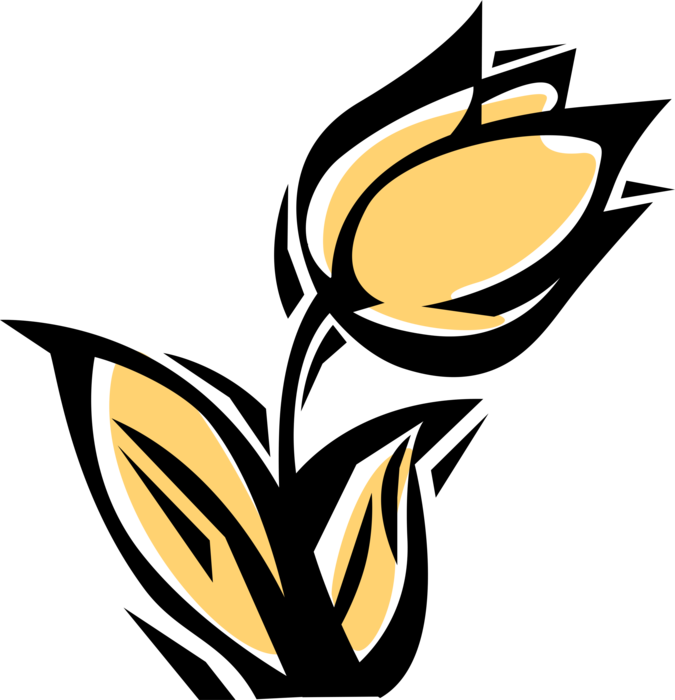 Vector Illustration of Botanical Horticulture Bulbous Plant Garden Tulip Flower