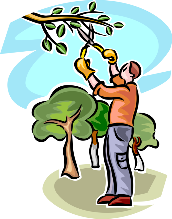Vector Illustration of Fruit Orchard Arborist Trims and Prunes Tree with Pruning Shears