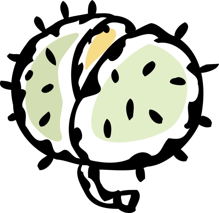 Vector Illustration of Hard Shell Edible Seed Nut Chestnut